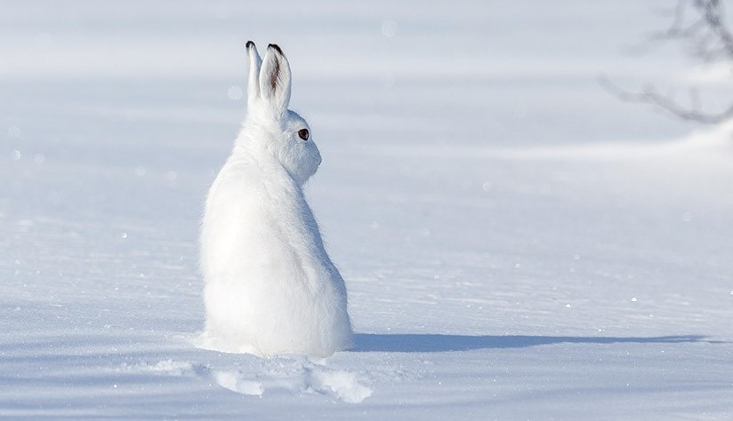 Skogshare i snö.