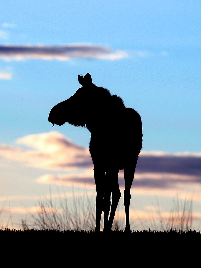 Älg i silhuett. Foto: Mostphotos